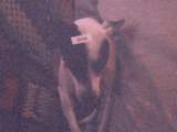 Photo Number 2